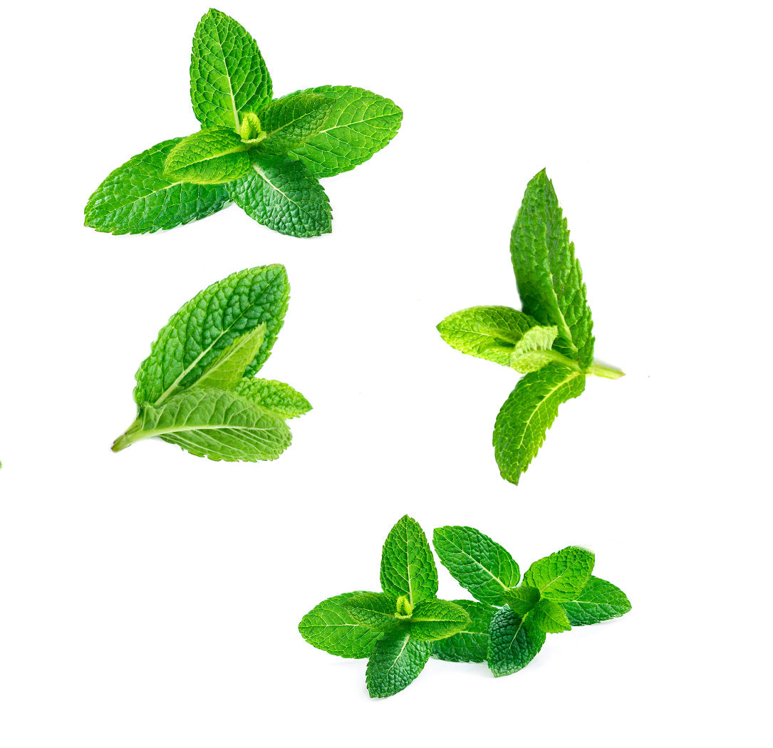 dōTERRA SuperMint™ Touch extra info doterra