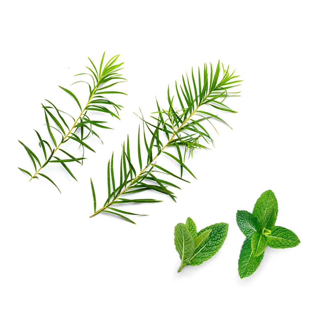 Arctisztító extra info doterra