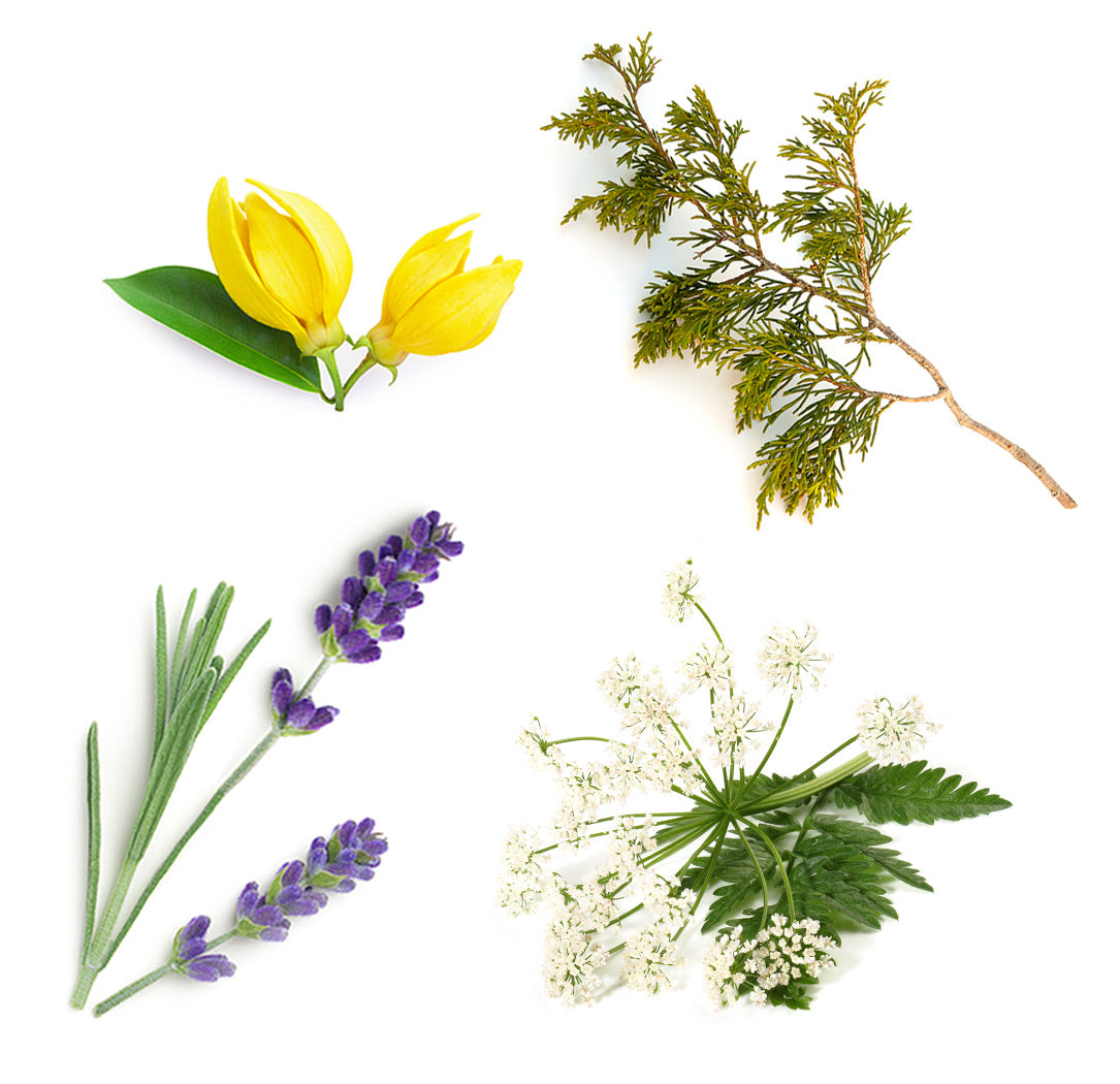 dōTERRA Serenity™ stift + Orvosi macskagyökér extra info doterra