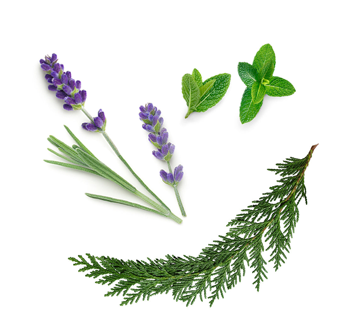 AromaTouch™ extra info doterra