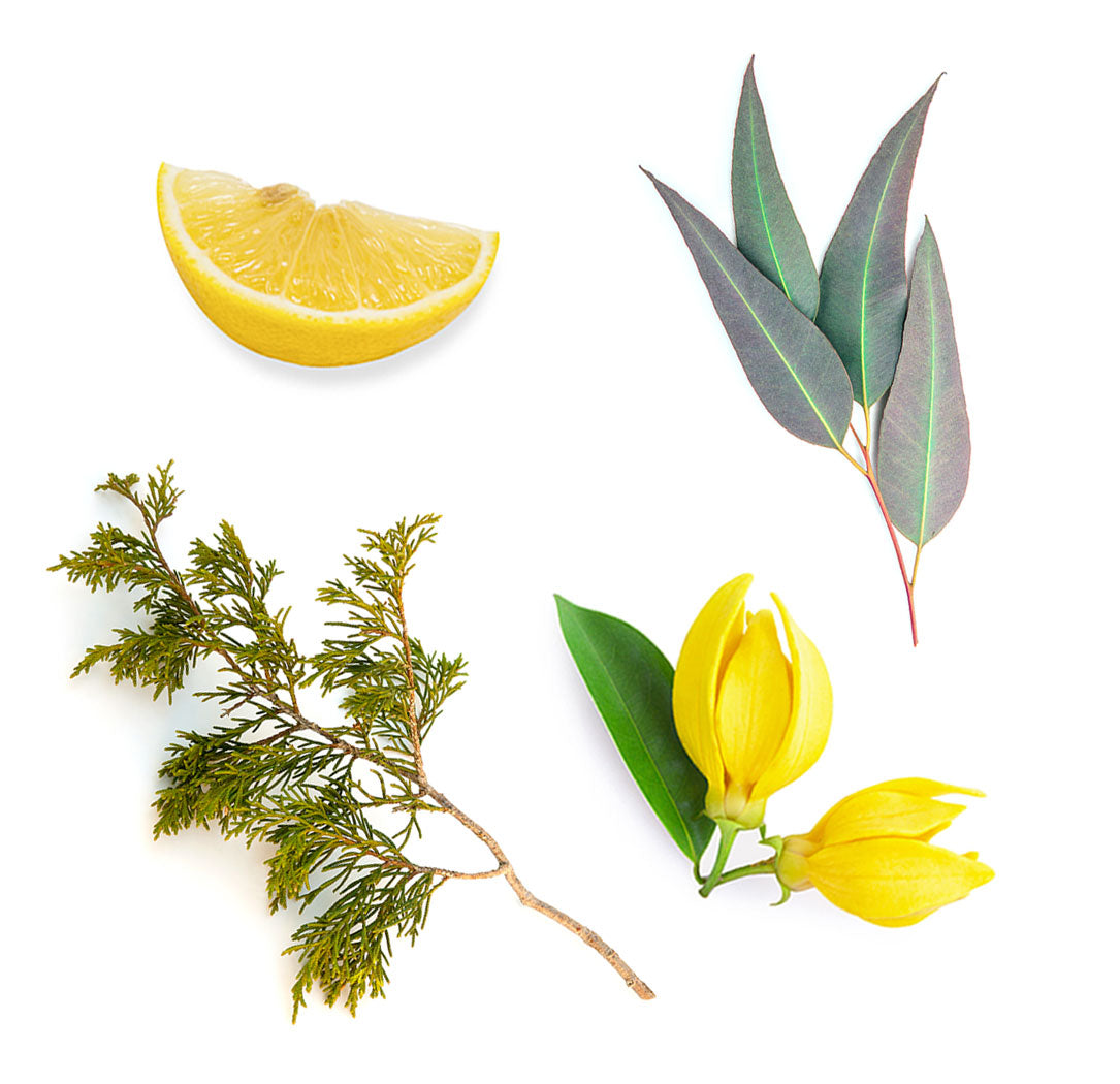 TerraShield™ Spray extra info doterra
