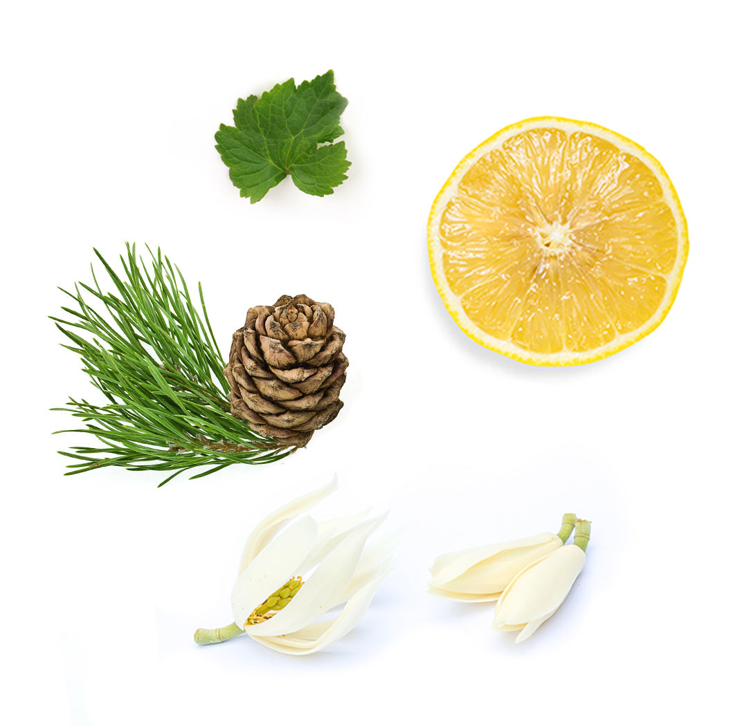 dōTERRA Shinrin-Yoku™ extra info doterra