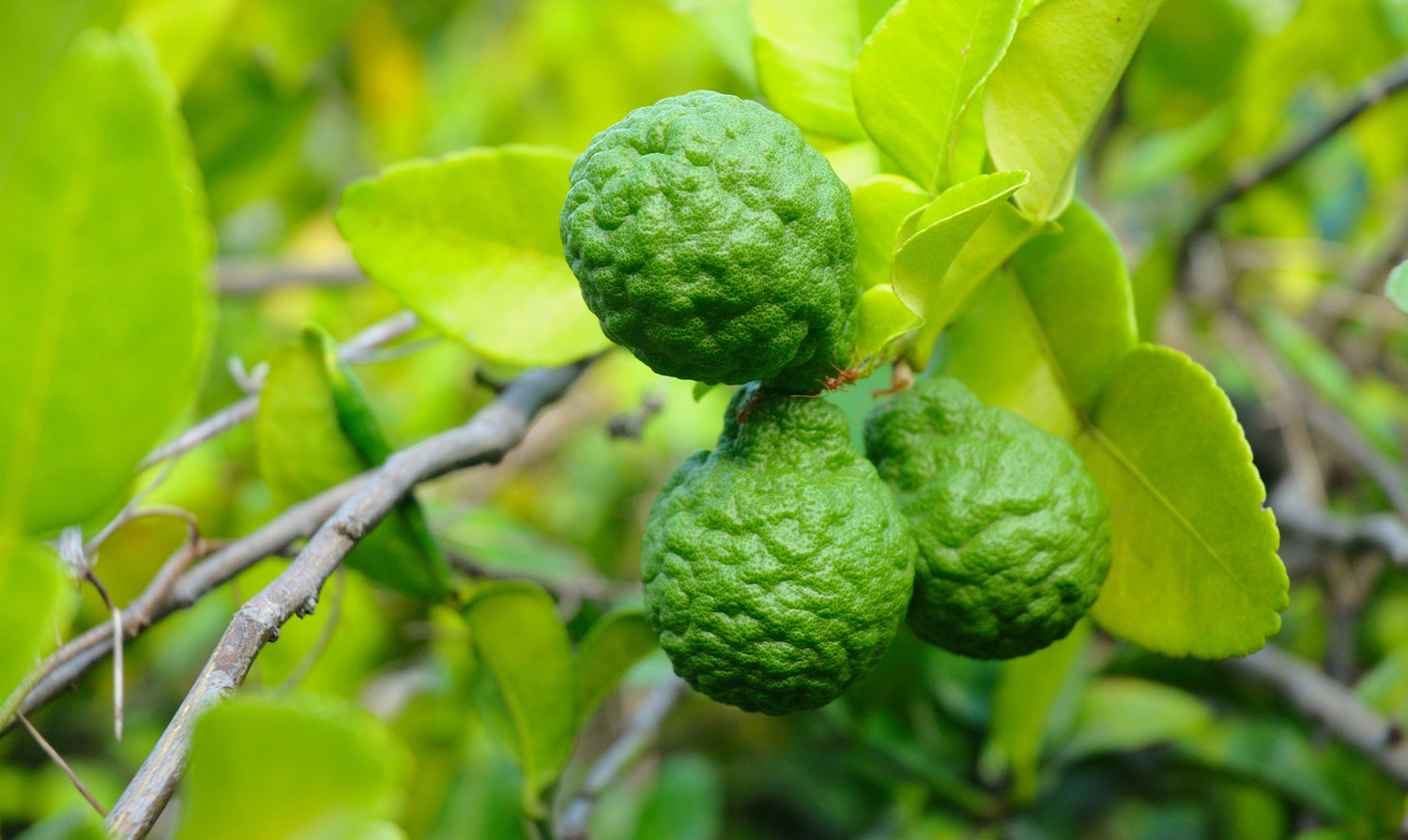 Citrus Bliss™ kézkrém extra info doterra