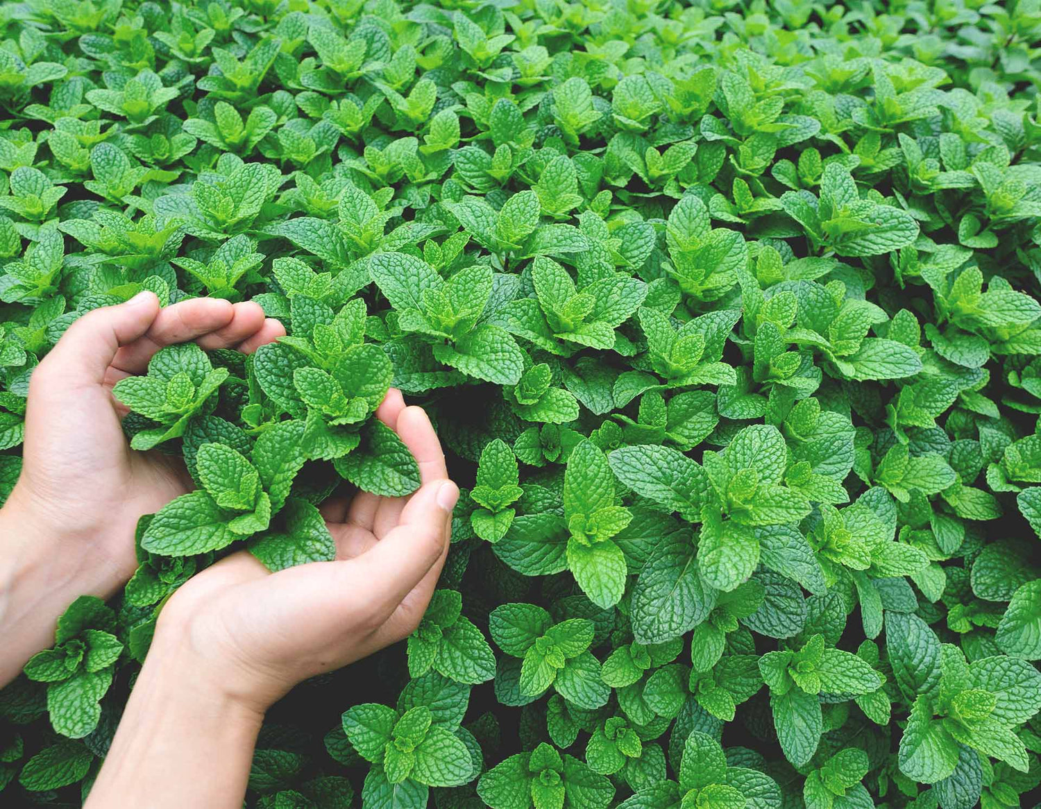 dōTERRA SuperMint™ Touch how to use doterra
