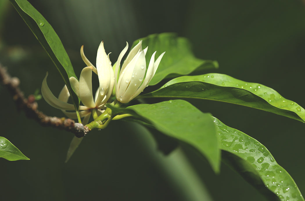 Magnolia Touch source doterra