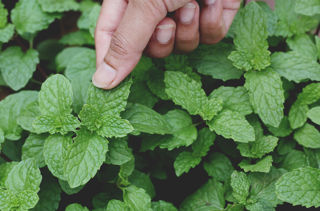 Borsmenta Touch source doterra