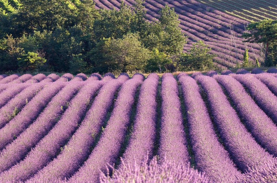 Levendula Touch source doterra