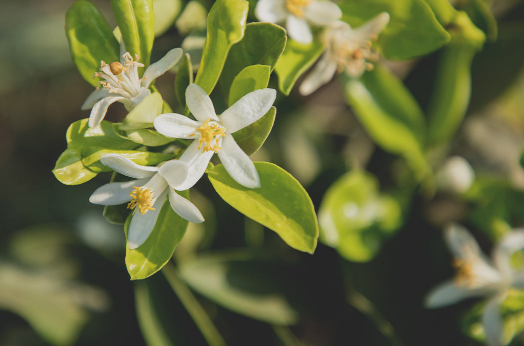 Neroli Touch source doterra