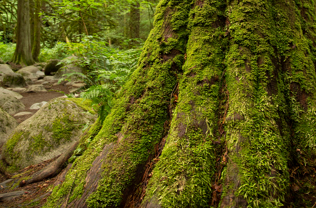 Vörös cédrus source doterra