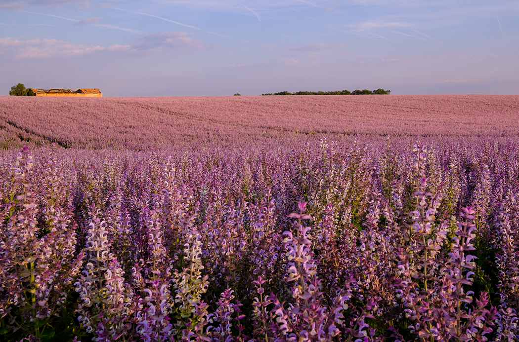 Muskotályzsálya source doterra