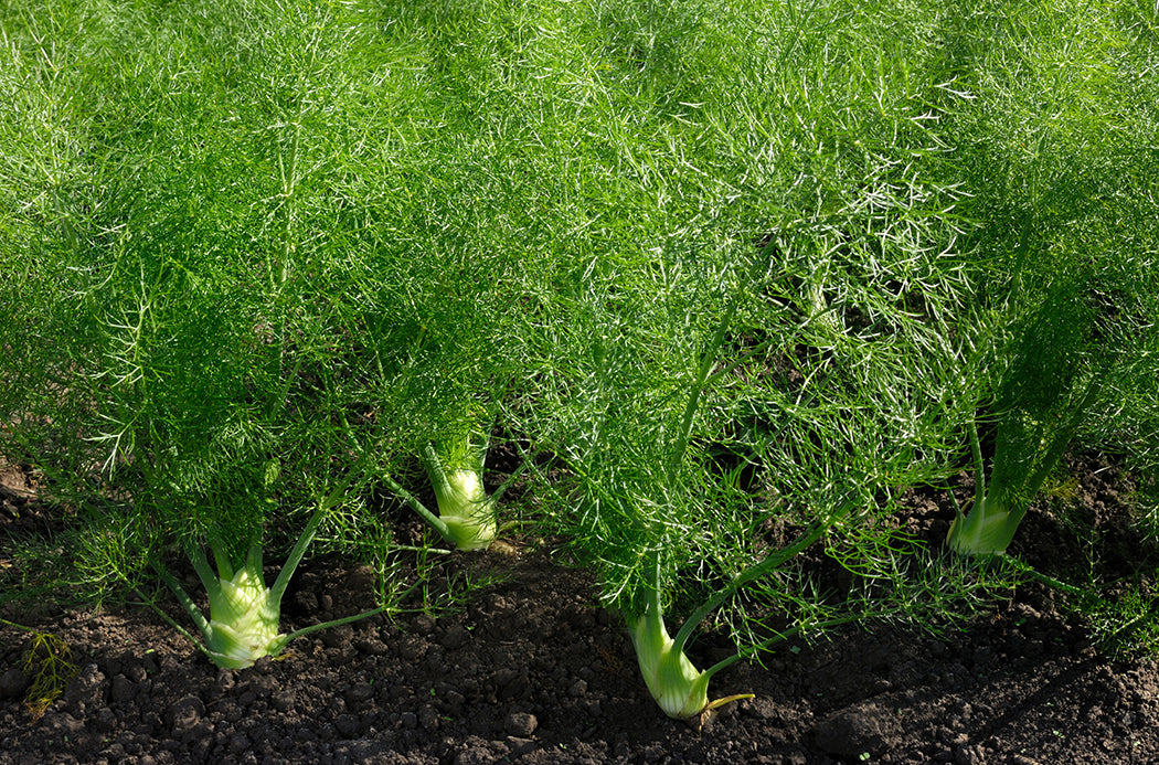 Fennel (Édeskömény) source doterra