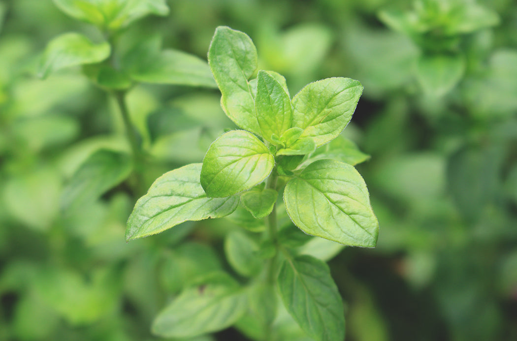 Oregánó source doterra