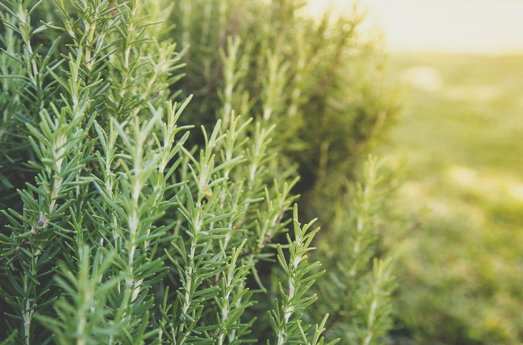 Rozmaring source doterra