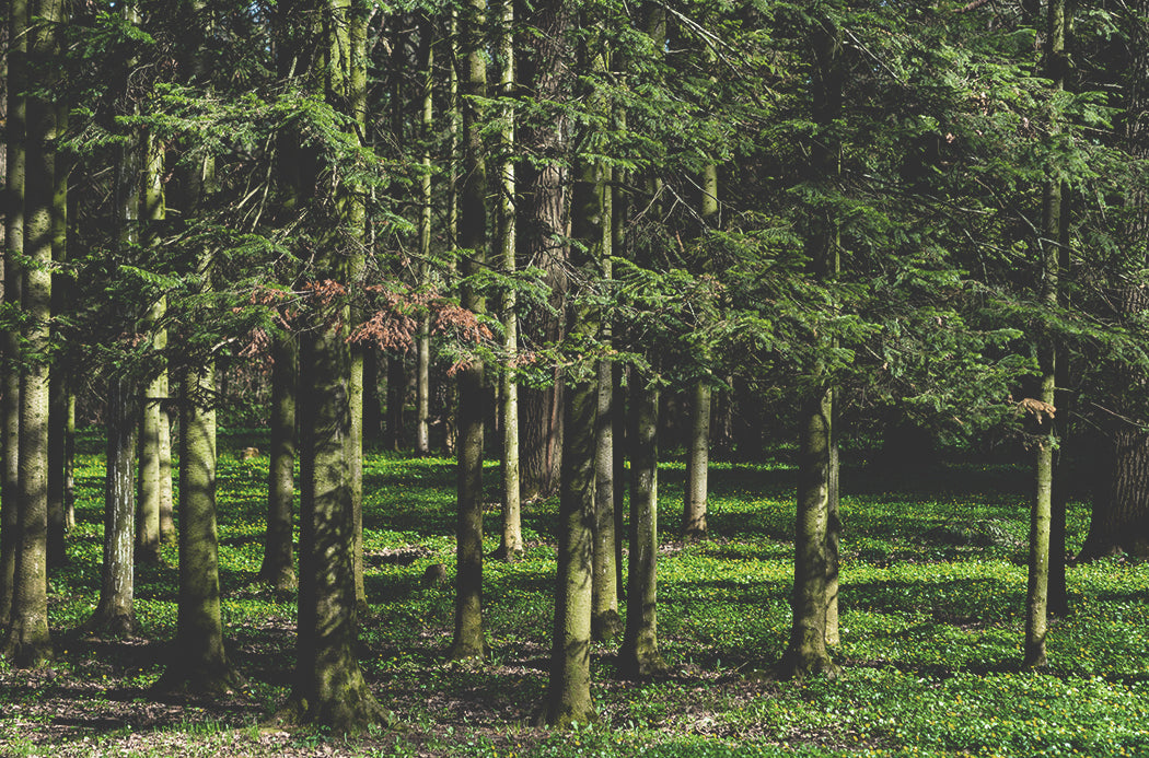 Szibériai fenyő source doterra