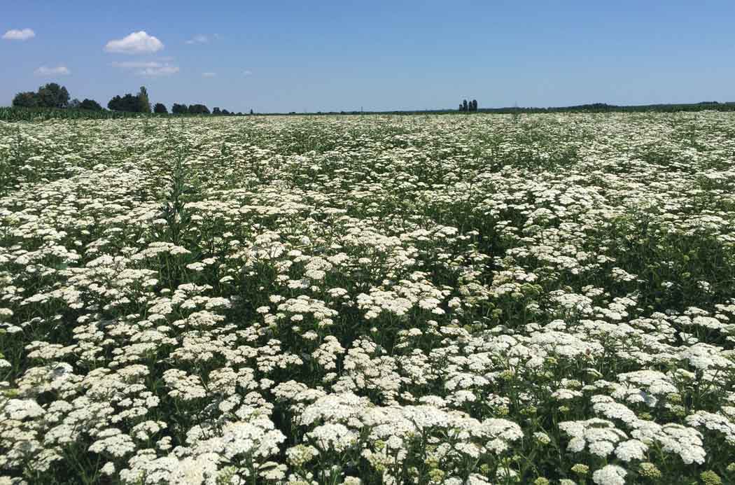 Yarrow | Pom source doterra